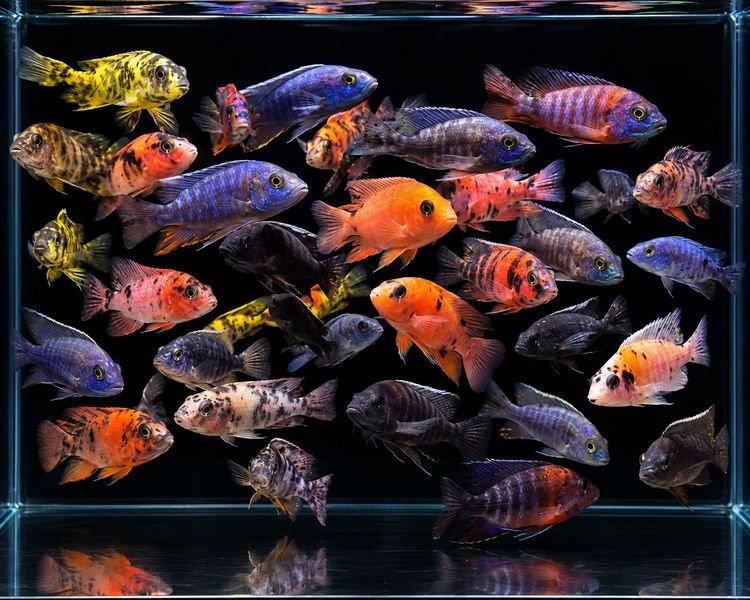 Assorted Med-large Malawi Mix 6-8cm SPECIAL OFFER
